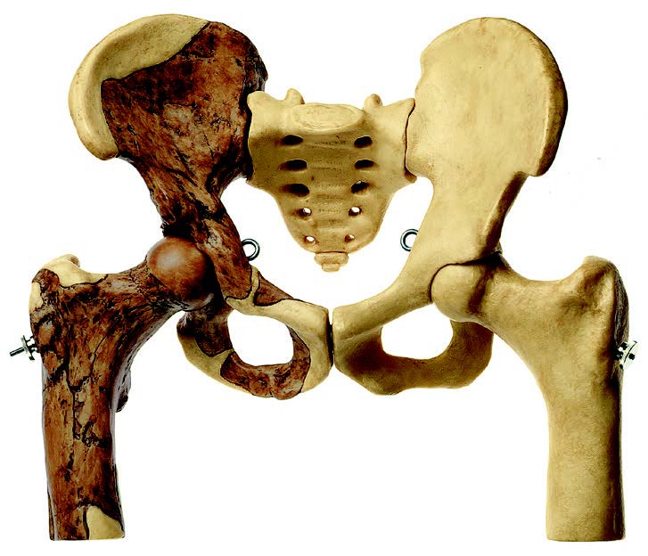 Crâne humain - Asco & Celda