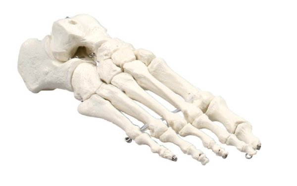 Crâne humain - Asco & Celda