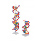 Molécule d'ADN 11 PDB