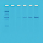 KIT PRINCIPE DE LA PCR