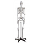 Squelette humain