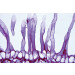 Racine de ficaire, amyloplastes in situ, CT